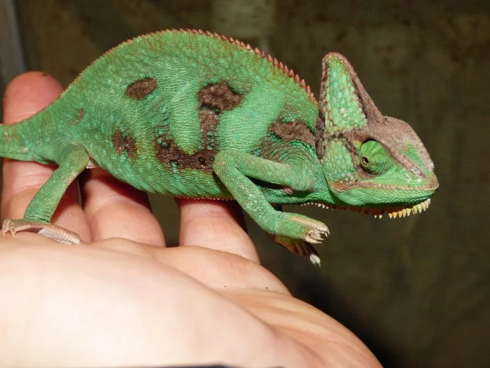 Chameleon jemenský (Chamaeleo calyptratus)