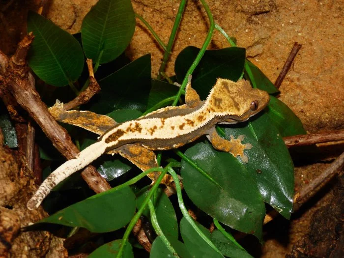 Pagekon řasnatý (Coreolophus ciliatus)