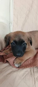 prodám štěnata belgického ovčáka