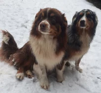 Štěňátko v typu AUSTRALSKÝ OVČÁK