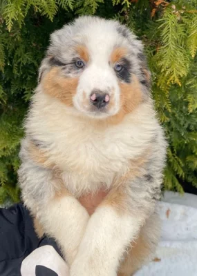 Štěňátka v typu AUSTRALSKÝ OVČÁK