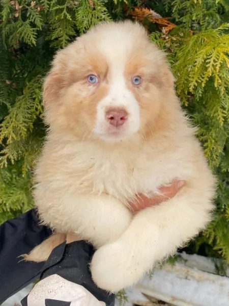 Štěňátko v typu AUSTRALSKÝ OVČÁK