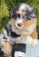 Štěňátko v typu AUSTRALSKÝ OVČÁK