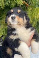 Štěňátko v typu AUSTRALSKÝ OVČÁK