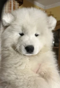 Prodám štěňátko samojeda s PP