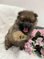 Německý špic střední