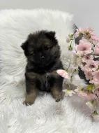 Německý špic střední