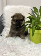 Německý špic střední