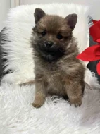 Německý špic střední