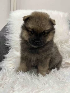 Německý špic střední