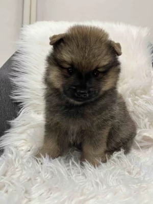 Německý špic střední