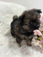 Německý špic střední