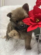 Německý špic střední