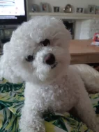 k dispozici bišonek