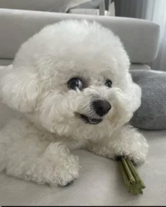 k dispozici bišonek