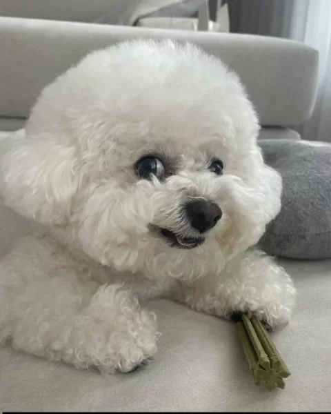 k dispozici bišonek