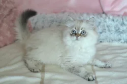 Mazlivý kocourek s PP