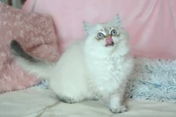 Mazlivý kocourek s PP