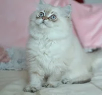 Mazlivý kocourek s PP