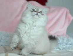 Mazlivý kocourek s PP