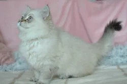 Mazlivý kocourek s PP