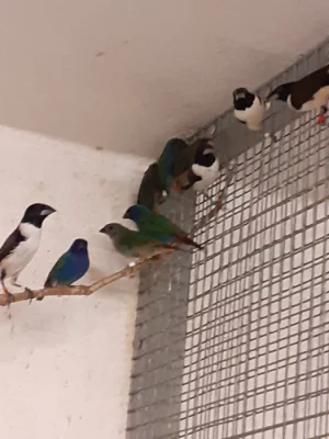 STRAČKA VELKÁ - 0,1 ~ rok 2025