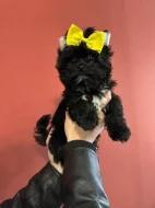 Jorkšírský terier kluk malý typ