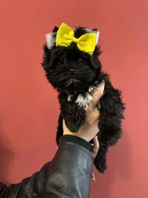 Jorkšírský terier kluk malý typ