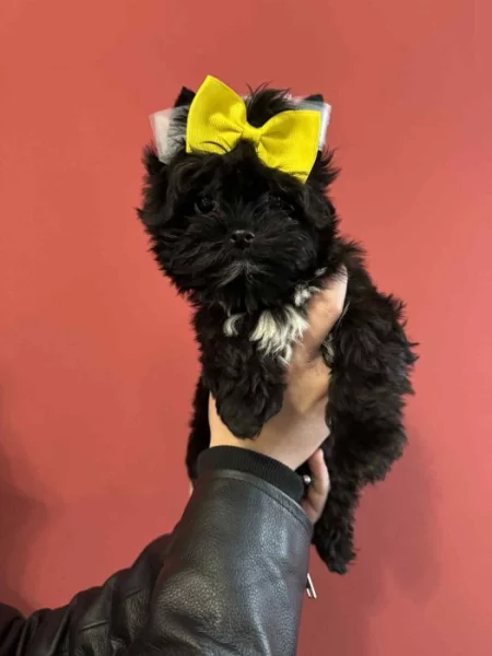 Jorkšírský terier kluk malý typ