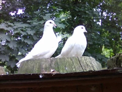 Kalifornský bílý holub