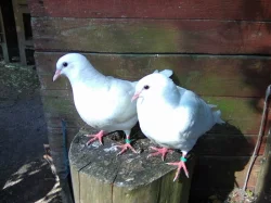 Kalifornský bílý holub