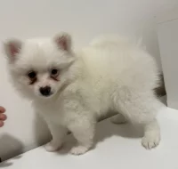 Německý špic malý s PP FCI