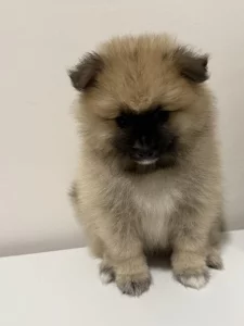 Německý špic malý s PP FCI