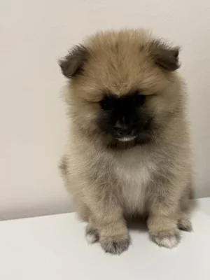 Německý špic malý s PP FCI