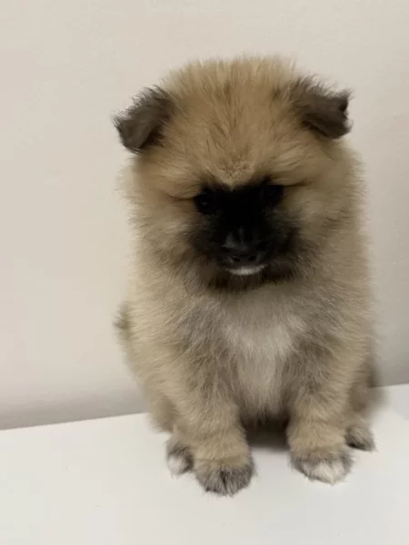 Německý špic malý s PP FCI