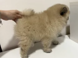 Německý špic malý s PP FCI