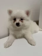 Německý špic malý s PP FCI