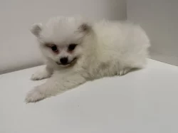 Německý špic malý s PP FCI