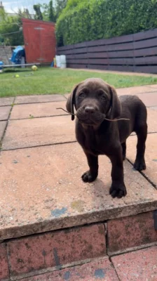 Labradorský retrívr