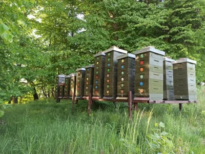 Prodej vyzimovaných včelstev langstroth 2/3 159mm, Pardub. kraj