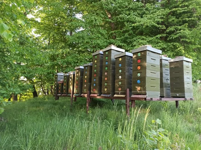 Prodej vyzimovaných včelstev langstroth 2/3 159mm, Pardub. kraj