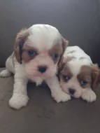 Predam šteniatka kavalira