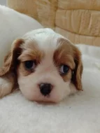 Predam šteniatka kavalira