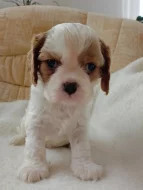 Predam šteniatka kavalira