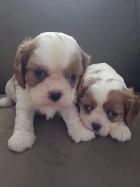 Predam šteniatka kavalira