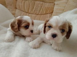 Predam šteniatka kavalira