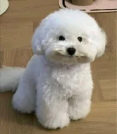 k dispozici bišonek