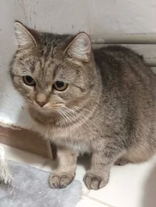 Kočička Františka hledá nový domov