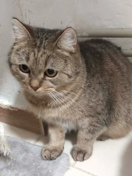 Kočička Františka hledá nový domov