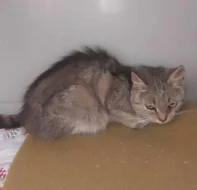 Kočička Františka hledá nový domov